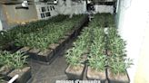 Els Mossos detenen una dona de 77 anys i un home de 23 acusats de cultivar marihuana en una casa de Bellmunt de Segarra