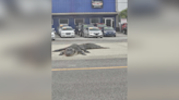 Dead alligator in middle of road causes two-car crash in Louisiana