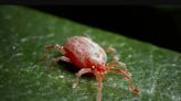 Say hello to a chigger. In a Texas summer, this mite may be source of miserable itching