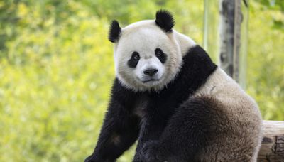 Cuidados com 'panda celebridade' causam incômodo diplomático entre Coreia do Sul e China
