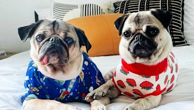 Doug the Pug Is Already In Love and 'Pug Piling' with His New Rescue Dog Sister Dory (Exclusive)