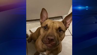 Hallandale Beach family wants answers after family dog was shot and killed in their backyard - WSVN 7News | Miami News, Weather, Sports | Fort Lauderdale