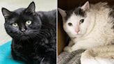 Boston Animal Rescue Helps Two 30-Lb. Shelter Cats Get Healthy Ahead of Adoption