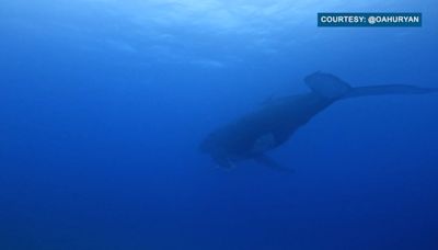 Hawaii’s first humpback whale sighting captured by Oahu spearfisherman