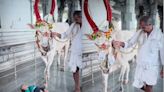 Cow Walks Over Newborn At Karnataka Temple As Part Of A Tradition - News18