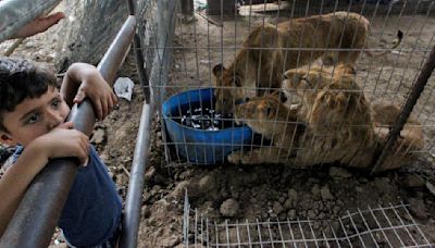 Leones del zoológico de Rafah en peligro por guerra en Franja de Gaza