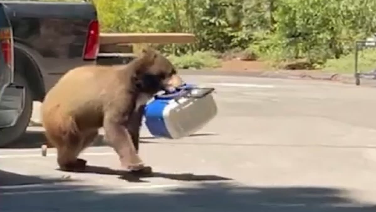 Watch: Bear steals lunches from cooler in workers' truck near Lake Tahoe