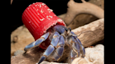 Hermit crabs turn human trash into unusual ‘homes,’ study says. See what they chose