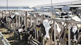 Bird flu has infected Idaho dairy farms. Is the state prepared for an outbreak? - East Idaho News