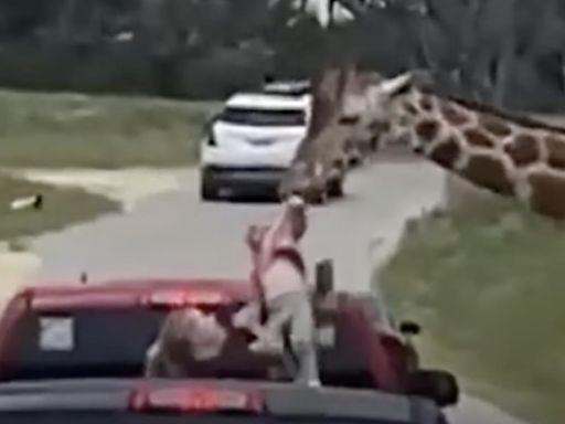 This Family's Visit to a Texas Safari Park Was a Heart-Stopping One