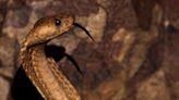 South African pilot makes emergency landing after finding deadly cobra in cockpit