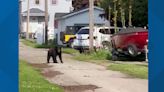 Hey there, bear! Black bear spotted meandering through Ludington