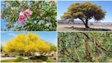 Desérticos: Estos son los árboles que puedes plantar en Chihuahua
