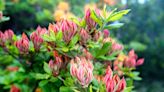 How to Plant and Grow Flame Azaleas