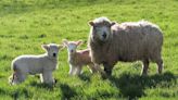 Farmer returned from dad's funeral to find 300 sheep had been stolen