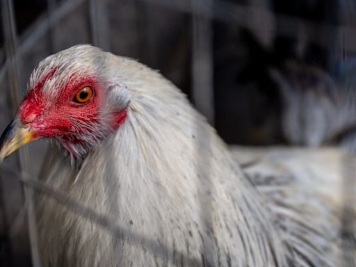 Bird flu outbreak at Colorado farm as 5 workers reported positive: Experts warn of ‘turning point,’ call for urgent action