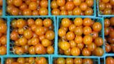 How to Grow and Care for Sungold Tomatoes