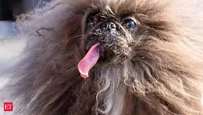 THIS is the "ugliest dog in the world." But you will love it for its 'from illness to fame' story