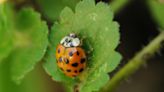 Halloween beetles sneaking inside as temperatures drop. Here's how to prevent it and more