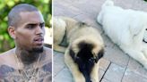 Chris Brown’s Ex-Housekeeper Drops Bombshell Accusations in $70 Million Dog Attack Lawsuit After Being Ordered to ...