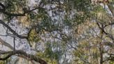 This Family of Four Built The Most Spectacular Treehouse In The Middle of a Florida Marsh