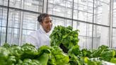 【食力】美國食品科技公司讓基改西瓜含有羅漢果甜味 還用基因編輯拯救香蕉免於真菌病危害