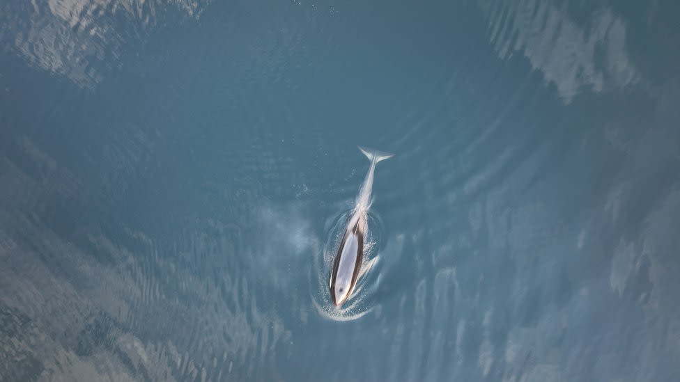 Baby orphan orca escapes Canadian lagoon after month of attempts