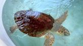 Anglers, pier staff, rescuers and beachgoers save 217-pound sea turtle tangled in fishing line