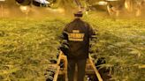 GOP Senator Presses Antony Blinken On Illicit Cannabis Operations Linked To Chinese Organized Crime Groups, Sec...