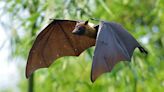 El Conicet develó cómo comenzaron a volar los murciélagos - Diario Hoy En la noticia