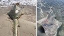 Endangered Sawfish Are Dying in the Florida Keys and Scientists Aren’t Sure Why