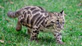 Zookeeper Gives Clouded Leopard Cub a Bath and We All Want the Job