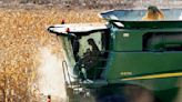 Farmers are pulling the last corn from Minnesota’s dry fields