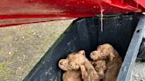 5 Puppies Found Abandoned In Dumpster On I-684 In Northern Westchester