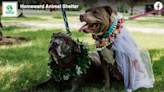 Pit bull terriers tie the knot in lavish North Dakota wedding, and there’s a reason why