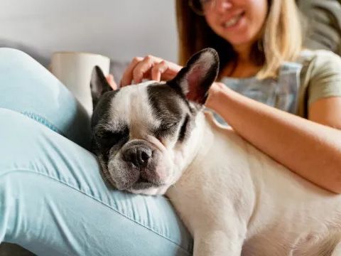 Calm Dog Breeds: The Calmest, Low-Energy, Lazy Dogs