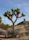 Yucca brevifolia