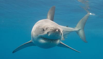 Brazilian Waters Infested with ‘Cocaine Sharks,’ Scientists Say