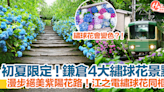 【日本繡球花2024】日本鎌倉4大繡球花景點！漫步絕美紫陽花路！江之電繡球花同框！ | HolidaySmart 假期日常