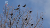 Iroquois County health department seeks public's help in collecting dead birds