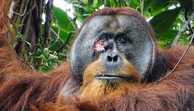 In a first, an orangutan was seen treating his wound with a medicinal plant