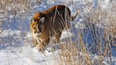 Mountain lion drags dog from snowy Colorado backyard — but armed owners came to rescue
