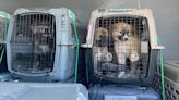 MSPCA takes in 39 dogs from Texas shelter | ABC6