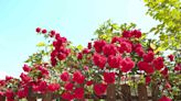 The Best Time To Plant Roses for a Blooming Garden
