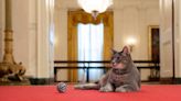吉兒．拜登6月出童書 「美國第一貓」視角看白宮