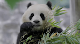 Giant pandas returning to the National Zoo in DC