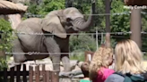 Lawsuit claiming wrongful imprisonment of elephants at Colorado zoo heading to state supreme court