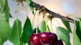 How to Plant Cherry Seeds and Grow a Tree of Your Very Own