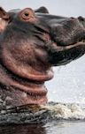 Hippos: Africa's River Giants