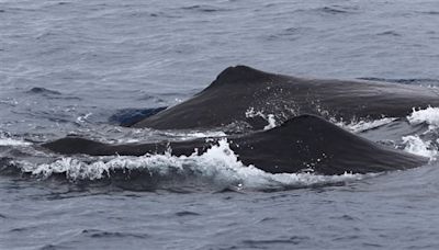 9頭大型抹香鯨現身清水斷崖 最長逾16米超「鯨」豔[影]